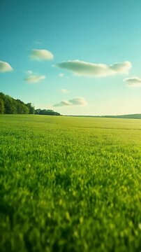Single Orange Flower Blooming in Green Field Under Clear Blue Sky &ndash; Minimal Nature Concept
