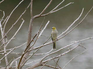 White-Plumed Honeyeater (Ptilotula penicillata, formerly Lichenostomus penicillatus) perched on a branch with out of focus lagoon water in background.