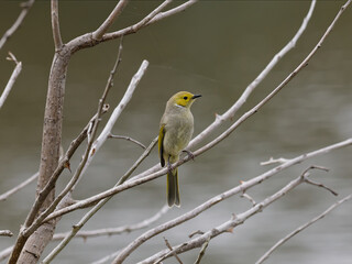 Obraz premium White-Plumed Honeyeater (Ptilotula penicillata, formerly Lichenostomus penicillatus) perched on a branch with out of focus lagoon water in background.