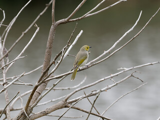 White-Plumed Honeyeater (Ptilotula penicillata, formerly Lichenostomus penicillatus) perched on a...