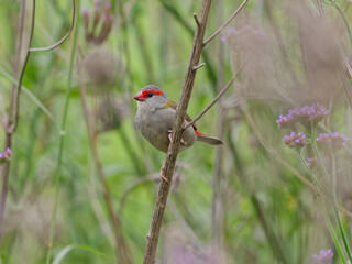 Red Browed Finch (Neochmia temporalis) perched on a shrub branch with bokeh background
