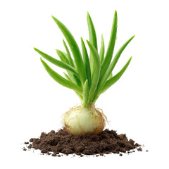 Sprouting onion with vivid green shoots on transparent background