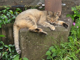 晴れた日の野良猫の写真