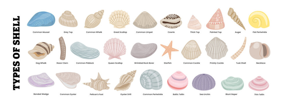 Different types of sea shell set collection with names, marine education, beach decor, biology infographics, kids learning material, or seaside summer designs. Exotic tropical animal pastel color.