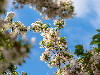 下から見上げる青空と桜