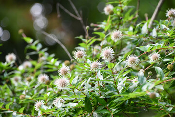 シマタニワタリノキ　Chinese Buttonbush