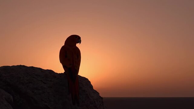 A solitary parrot perched on a rocky outcrop against a stunning sunset, capturing the tranquility of nature as the vibrant colors blend in the evening sky