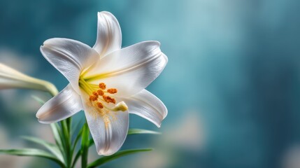 Obraz premium Elegant White Lily Blooming with Soft Blue Background and Bokeh