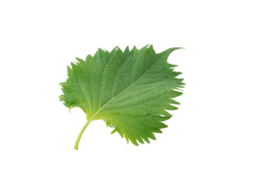 透明背景（png）に大葉