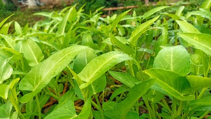 Water spinach plants grow well in the garden