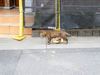 住宅地を歩く飼い猫