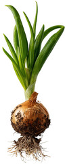 Fresh onion sprouting on transparent background