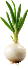 Fresh onion sprouting on transparent background