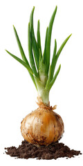 Fresh onion sprouting on transparent background
