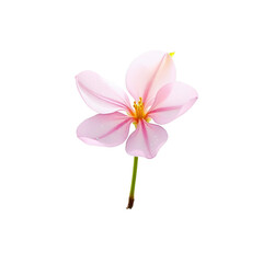 Obraz premium A single pink flower with delicate petals and a bright yellow center is beautifully captured in this close-up shot.