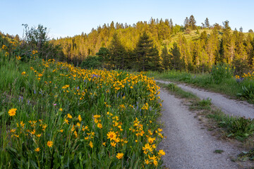 Beautiful wildflowers near of a country unpaved road in sunset