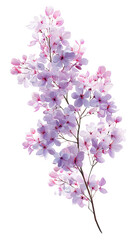  Minimalist lilac blossom branch airy spring design on transparent background