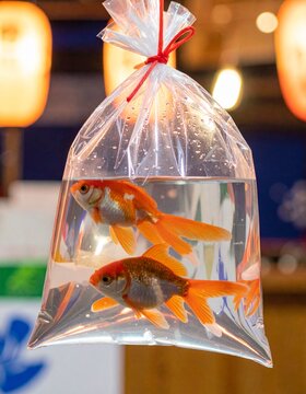 金魚すくい袋」の写真素材 | 229件の無料イラスト画像 | Adobe Stock