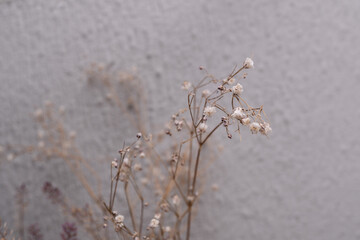 ramitas de flor nube con fondo de pared blanca desenfocada