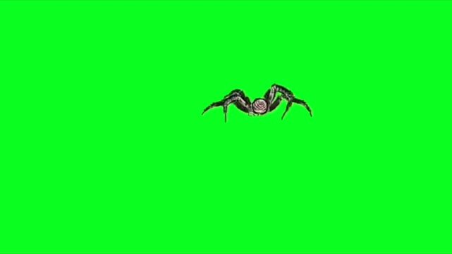 Large size spider coming and going green screen video chroma key, 4k, Spider tarantula walking animation, halloween concept isolated on green screen, chroma key background