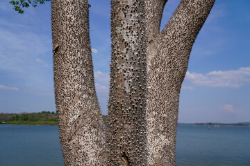 The spiky bark tree silk-cotton tree or the silk floss tree