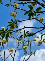 blossoming balinese flower tree blue sky summer clouds beautiful nature bali indonesia