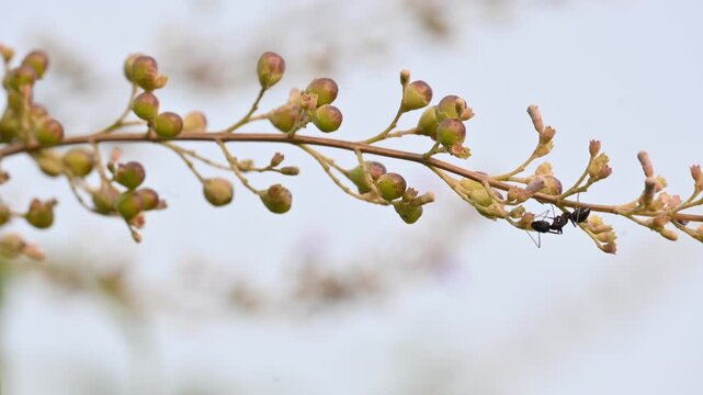 Vitex negundo fruits. Its other name Chinese chaste tree,&nbsp;five leaved chaste ,&nbsp;horseshoe vitex, nisinda and Nirgundi. It is a large&nbsp;aromatic&nbsp;shrub. It is an Ayurvedic medicine.