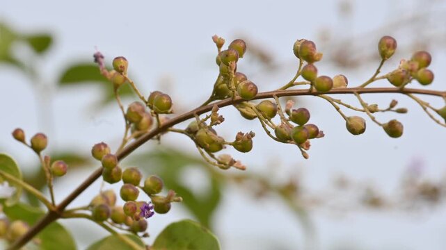Vitex negundo fruits. Its other name Chinese chaste tree,&nbsp;five leaved chaste ,&nbsp;horseshoe vitex, nisinda and Nirgundi. It is a large&nbsp;aromatic&nbsp;shrub. It is an Ayurvedic medicine.