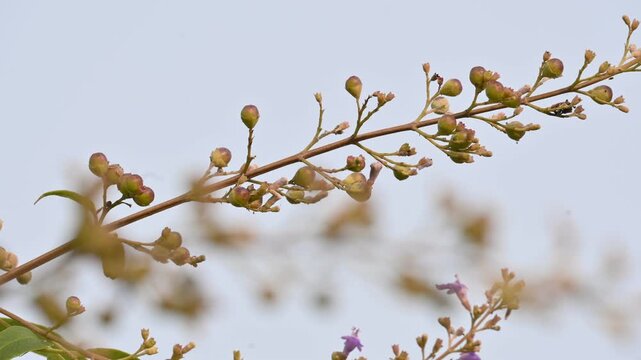 Vitex negundo fruits. Its other name Chinese chaste tree,&nbsp;five leaved chaste ,&nbsp;horseshoe vitex, nisinda and Nirgundi. It is a large&nbsp;aromatic&nbsp;shrub. It is an Ayurvedic medicine.