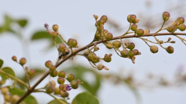 Vitex negundo fruits. Its other name Chinese chaste tree,&nbsp;five leaved chaste ,&nbsp;horseshoe vitex, nisinda and Nirgundi. It is a large&nbsp;aromatic&nbsp;shrub. It is an Ayurvedic medicine.