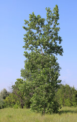 Lone cottonwood tree in a field on a sunny day in Morton Grove, Illinois
