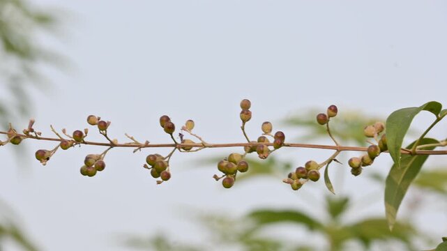Vitex negundo fruits. Its other name Chinese chaste tree,&nbsp;five leaved chaste ,&nbsp;horseshoe vitex, nisinda and Nirgundi. It is a large&nbsp;aromatic&nbsp;shrub. It is an Ayurvedic medicine.