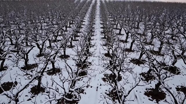 snow covered apple orchards stretch across agricultural land in winter with rows of bare trees seen from above representing seasonal dormancy and the endurance of fruit farming in cold climates