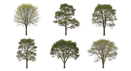 Collection of Six Diverse Trees Spring, Summer, and Autumn Foliage Variations