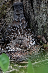 Guarded and Grounded: Ruffed Grouse at Nest