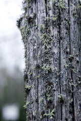 Weathered and Wild: Lichen on Aging Wood