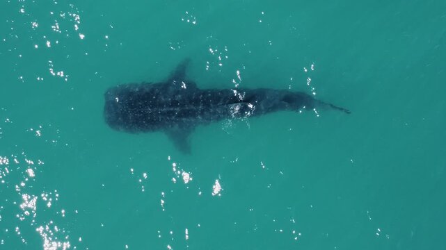 Drone view of a whale shark swimming in turquoise water near La Paz, Baja California Sur, showcasing majestic marine wildlife in the Sea of Cortez.