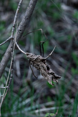 What Remains