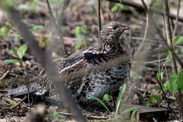 Still in the Underbrush: Ruffed Grouse in Hiding
