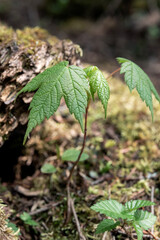 New Life Among the Fallen