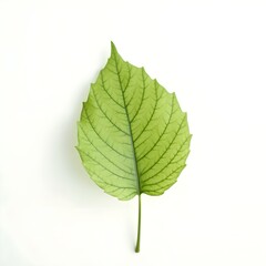 Obraz premium green leaf isolated