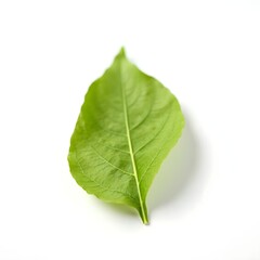 Fototapeta premium green leaf on white background