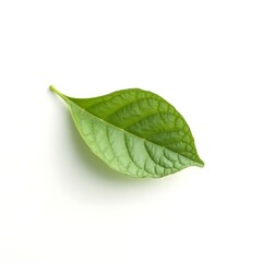 Obraz premium fresh green leaf