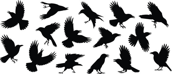 Obraz premium Flying crow silhouettes collection on white background, black raven birds in motion, vector illustration for design, tattoo, and wildlife concept