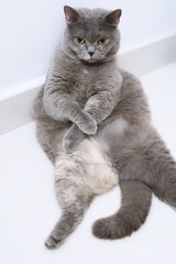A British Shorthair blue pet cat leaning against the wall, mimicking a human’s elegant sitting posture.