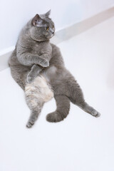 A British Shorthair blue pet cat leaning against the wall, mimicking a human’s elegant sitting posture.