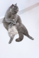 A British Shorthair blue pet cat leaning against the wall, mimicking a human’s elegant sitting posture.