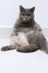 A British Shorthair blue pet cat leaning against the wall, mimicking a human’s elegant sitting posture.