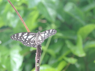 Beautiful Butterflies and Dragonflies in Anawilundawa Wetlands, Sri Lanka 