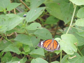 Beautiful Butterflies and Dragonflies in Anawilundawa Wetlands, Sri Lanka 